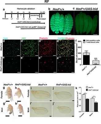 Immune Control of Animal Growth in Homeostasis and Nutritional Stress in Drosophila